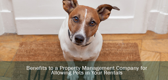 Property Management: Allowing Pets in Rentals